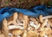 家乡的味道：那抹挥之不去的眷恋