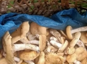 家乡的味道：那抹挥之不去的眷恋